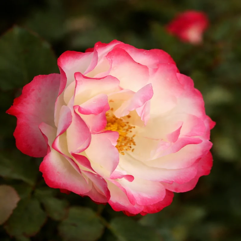 Rosier grandiflora ‘Delany Sisters’ ( Rosa ‘Delany Sisters’)