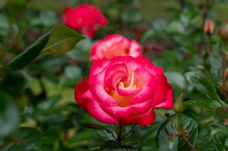 Rosier grandiflora ‘Dick Clark’ ( Rosa ‘Dick Clark’)