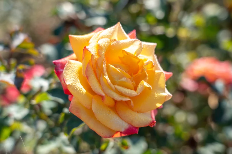 Rosier grandiflora ‘Dream Come True’ ( Rosa ‘Dream Come True’)