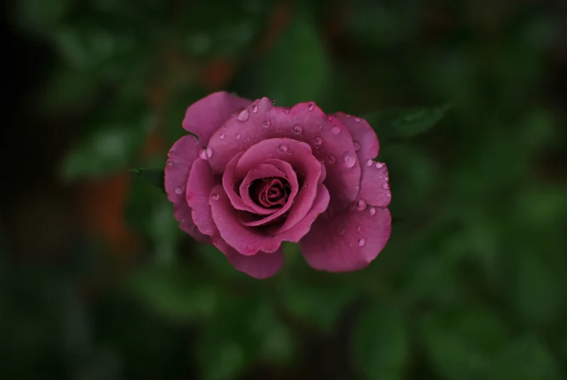 Rosier grandiflora ‘Fragrant Plum’ ( Rosa ‘Fragrant Plum’)