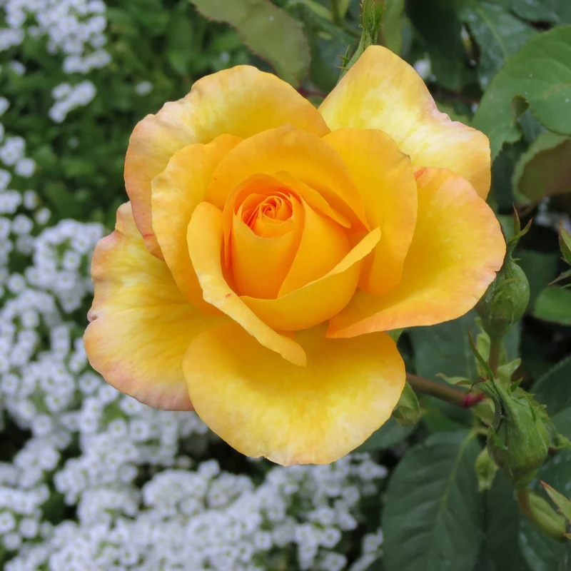 Rosier grandiflora ‘Gold Medal’ ( Rosa ‘Gold Medal’)