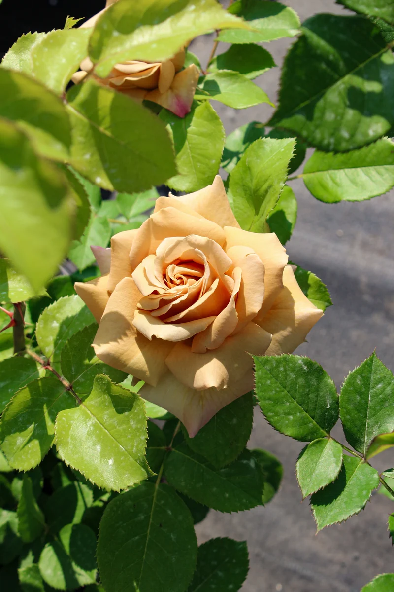 Rosier grandiflora ‘Honey Dijon’ ( Rosa ‘Honey Dijon’)