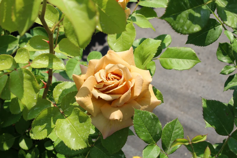 Rosier grandiflora ‘Honey Dijon’ ( Rosa ‘Honey Dijon’)