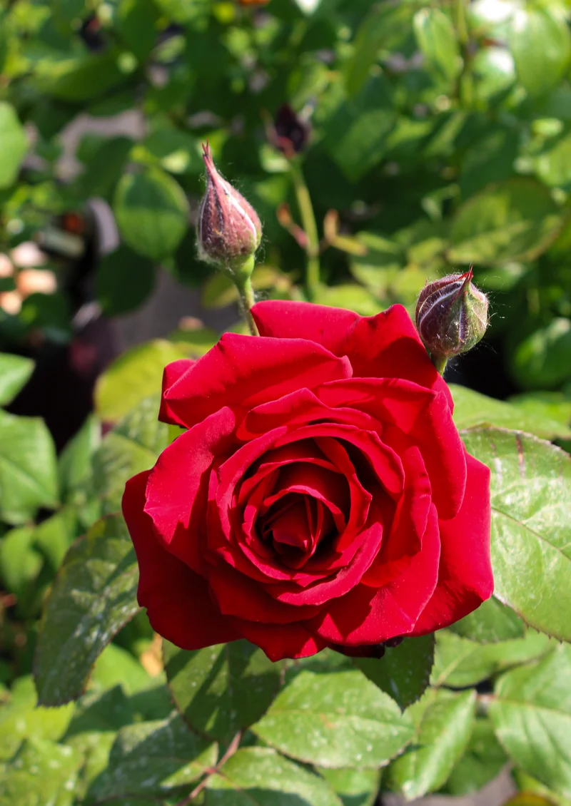 Rosier grandiflora ‘John S. Armstrong’ ( Rosa ‘John S. Armstrong’)