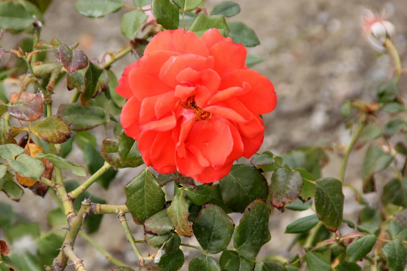 Rosier grandiflora ‘Lasting Peace’ ( Rosa ‘Lasting Peace’)