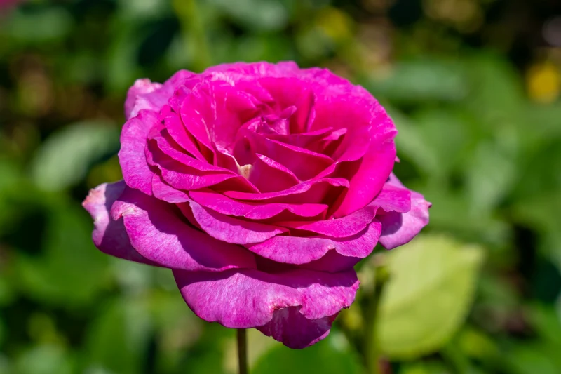 Rosier grandiflora ‘Melody Parfumée’ ( Rosa ‘Melody Parfumée’)