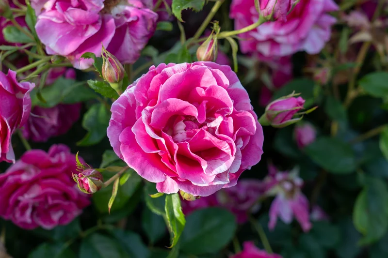 Rosier grandiflora ‘Parade Day’ ( Rosa ‘Parade Day’)