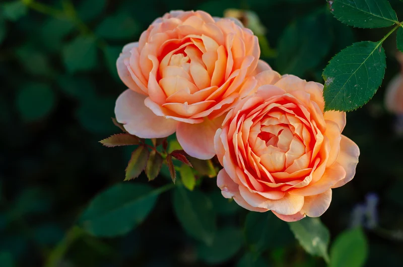 Rosier grandiflora ‘Peach Glory’ ( Rosa ‘Peach Glory’)