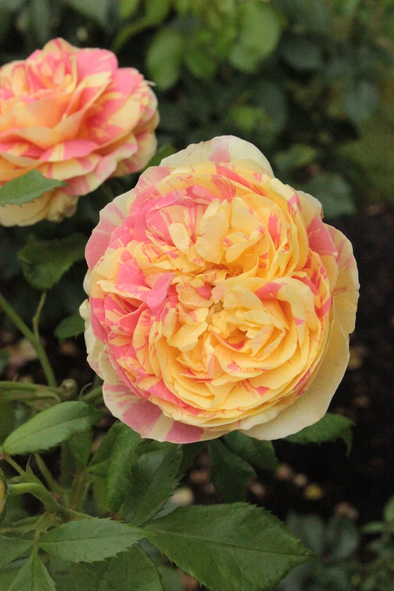 Rosier grandiflora ‘Pop Art’ ( Rosa ‘Pop Art’)