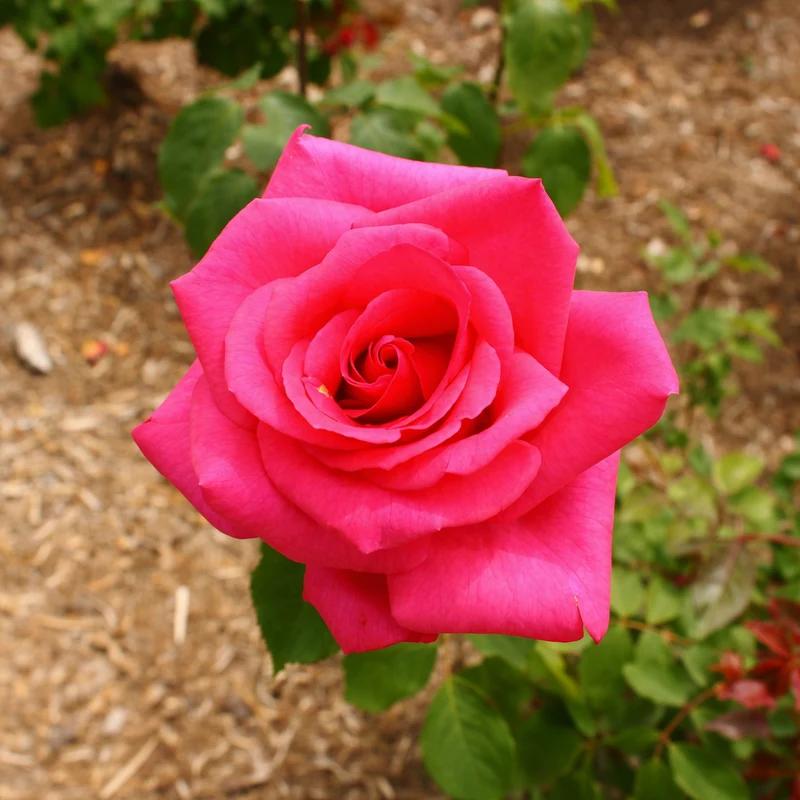 Rosier grandiflora ‘Prima Donna’ ( Rosa ‘Prima Donna’)