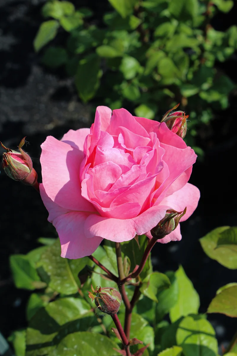 Rosier grandiflora ‘Queen Elizabeth’ ( Rosa ‘Queen Elizabeth’)
