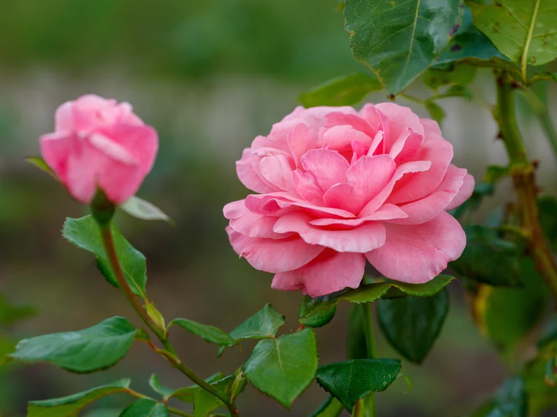 Rosier grandiflora ‘Queen Elizabeth’ ( Rosa ‘Queen Elizabeth’)