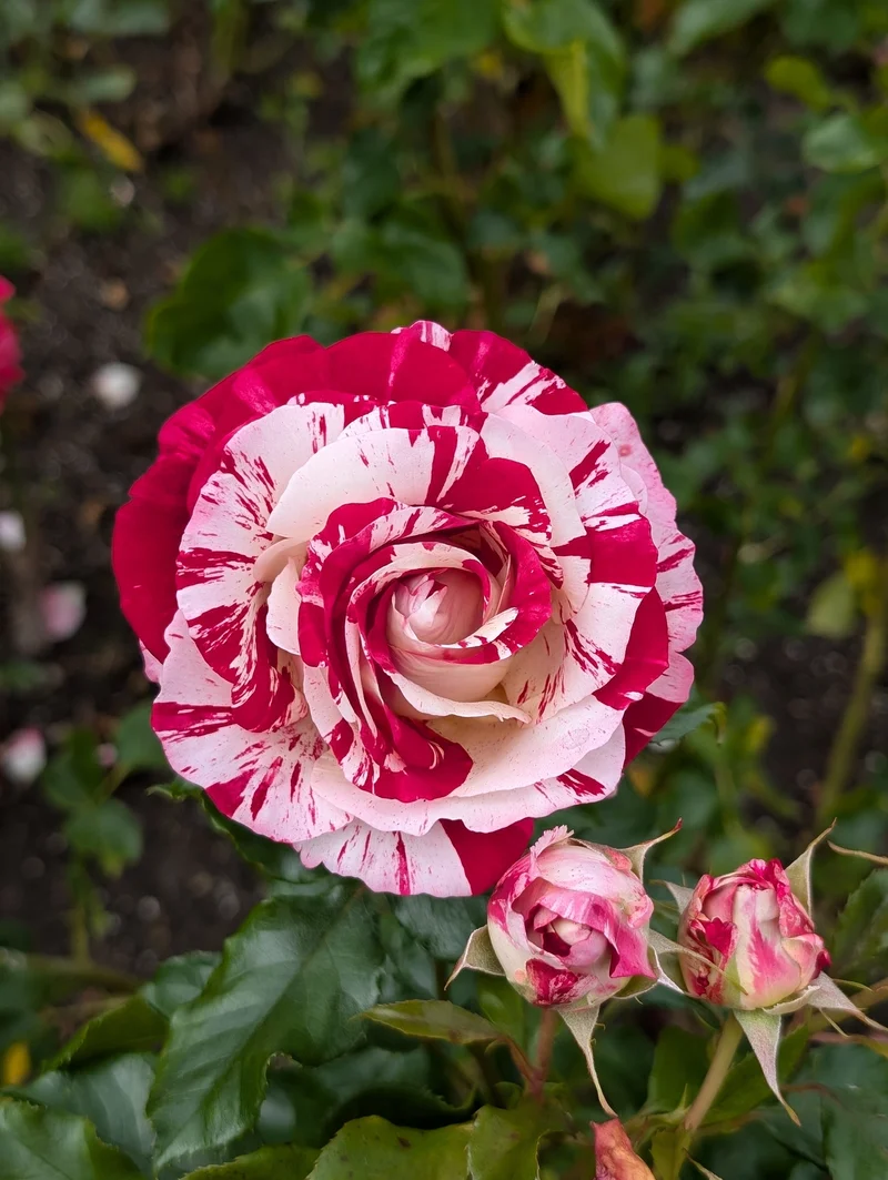 Rosier grandiflora ‘Rock & Roll’ ( Rosa ‘Rock & Roll’)