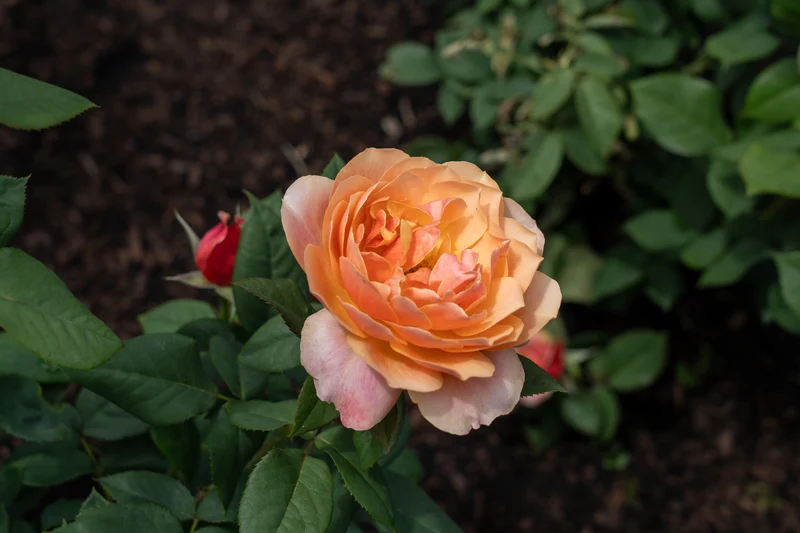 Rosier grandiflora ‘State of Grace’ ( Rosa ‘State of Grace’)