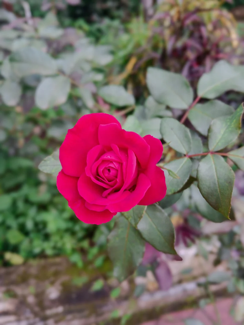 Rosier grandiflora ‘Sweet Spirit’ ( Rosa ‘Sweet Spirit’)