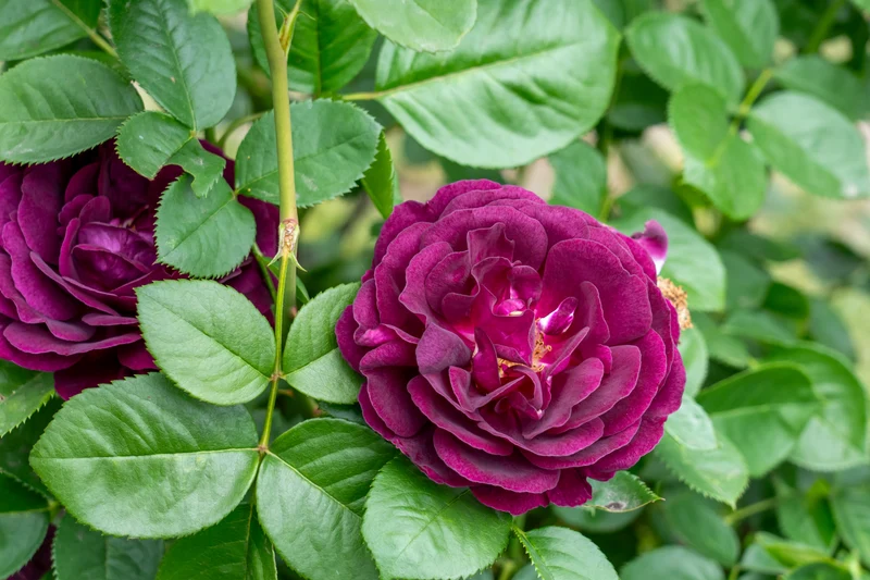 Rosier grandiflora ‘Twilight Zone’ ( Rosa ‘Twilight Zone’)