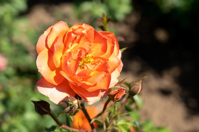 Rosier grimpant ‘Above All’ ( Rosa ‘Above All’)
