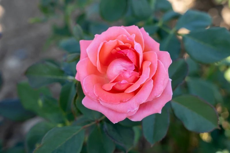 Rosier grimpant ‘America’ ( Rosa ‘America’)
