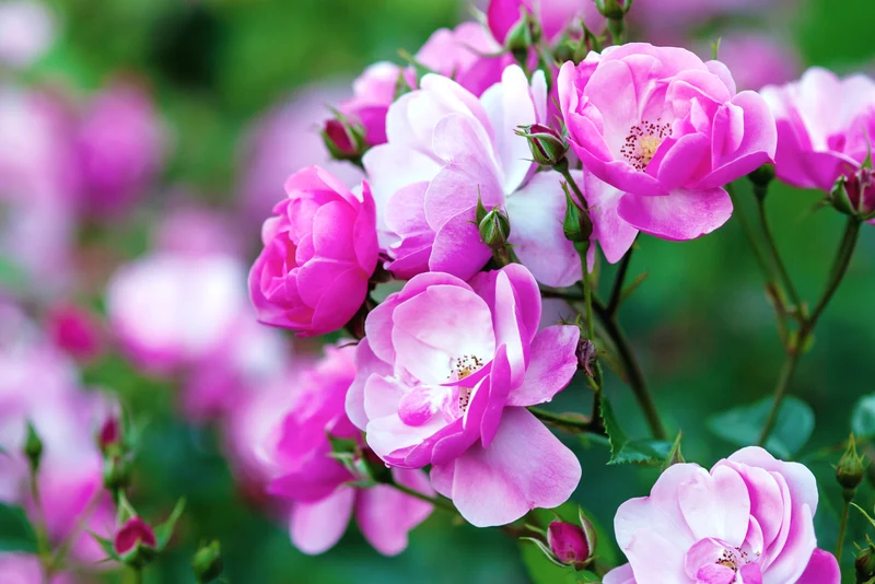 Rosier grimpant ‘Angela’ ( Rosa ‘Angela’)
