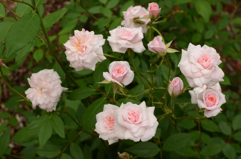 Rosier grimpant ‘Cecile Brunner’ ( Rosa ‘Cecile Brunner’)