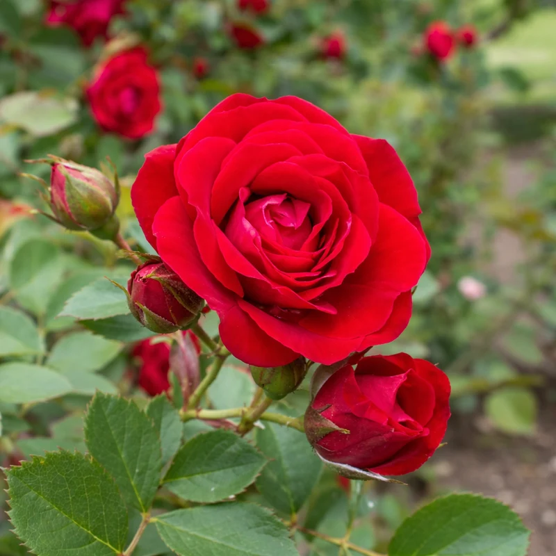 Rosier grimpant ‘Cherry Frost’ ( Rosa ‘Cherry Frost’)
