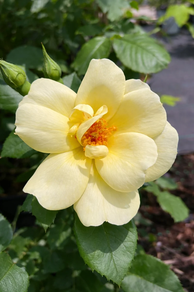 Rosier grimpant ‘Climbing Carefree Sunshine’ ( Rosa ‘Climbing Carefree Sunshine’)