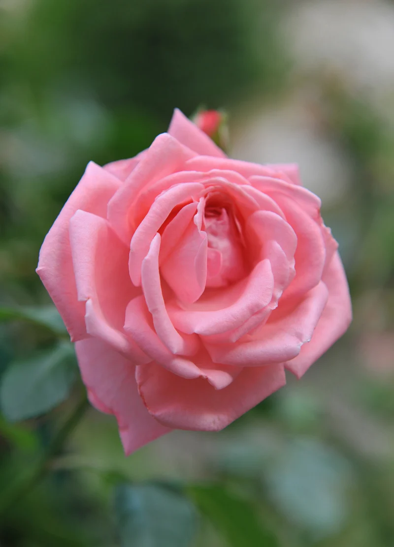 Rosier grimpant ‘Coral Dawn’ ( Rosa ‘Coral Dawn’)