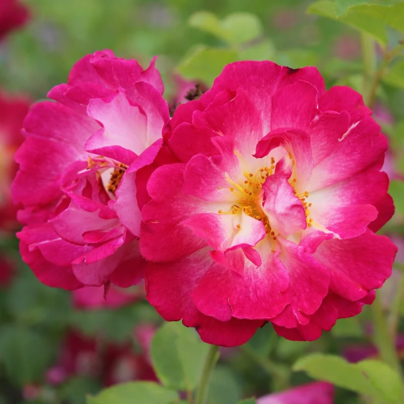 Rosier grimpant ‘Cupid's Kisses’ ( Rosa ‘Cupid's Kisses’)