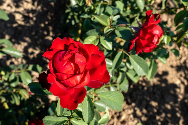 Rosier grimpant ‘Crimson Cascade’ ( Rosa ‘Crimson Cascade’)