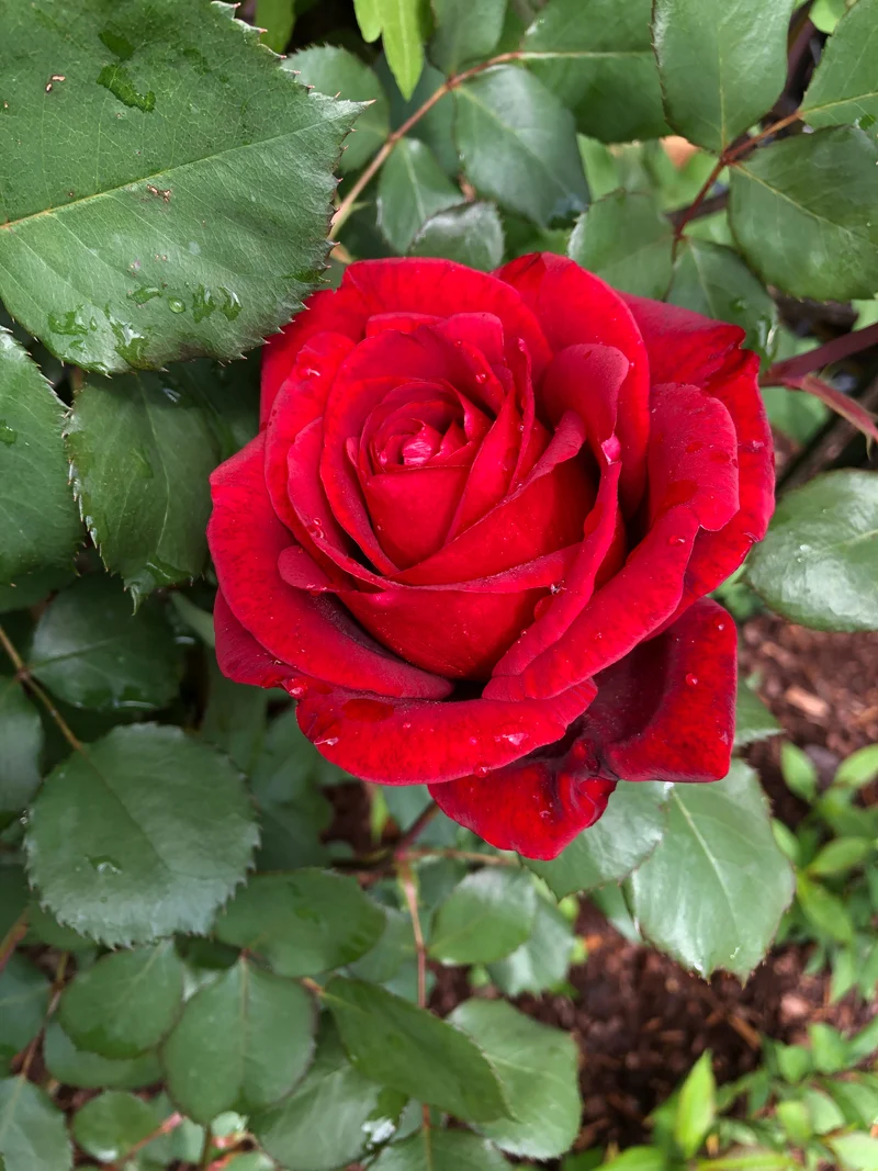 Rosier grimpant ‘Don Juan’ ( Rosa ‘Don Juan’)