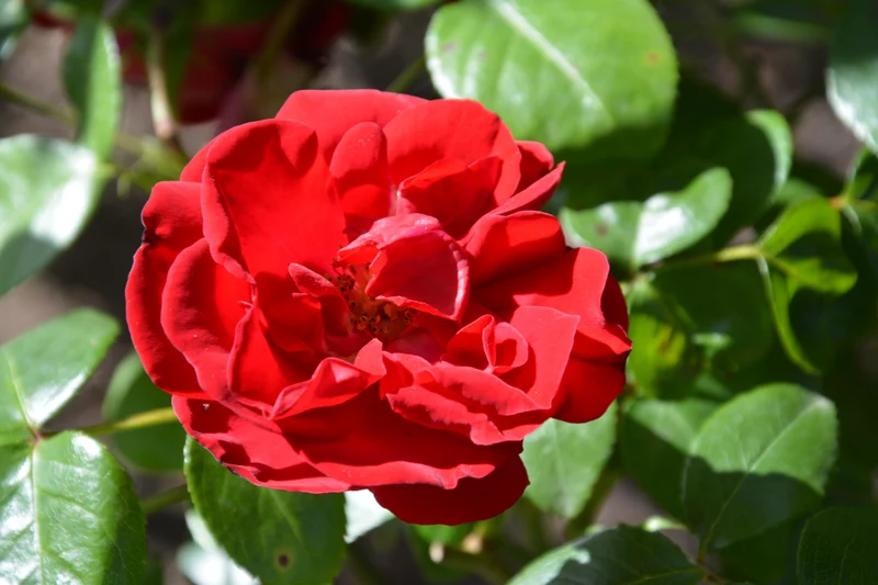 Rosier grimpant ‘Dublin Bay’ ( Rosa ‘Dublin Bay’)