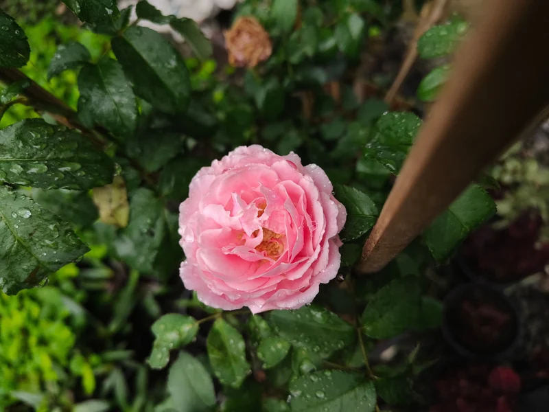 Rosier grimpant ‘Eden Climber’ ( Rosa ‘Eden Climber’)