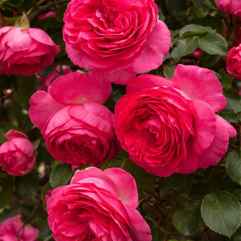 Rosier grimpant ‘Eden Climber Pretty In Pink’ ( Rosa ‘Eden Climber Pretty In Pink’)