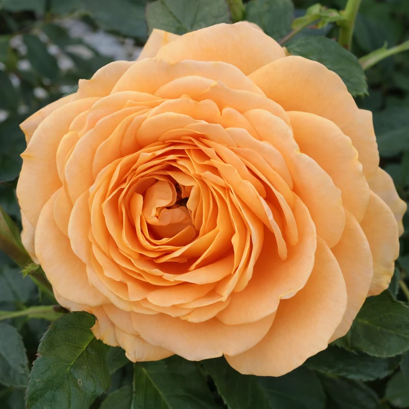 Rosier grimpant ‘Golden Opportunity’ ( Rosa ‘Golden Opportunity’)