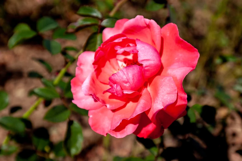 Rosier grimpant ‘Galway Bay’ ( Rosa ‘Galway Bay’)
