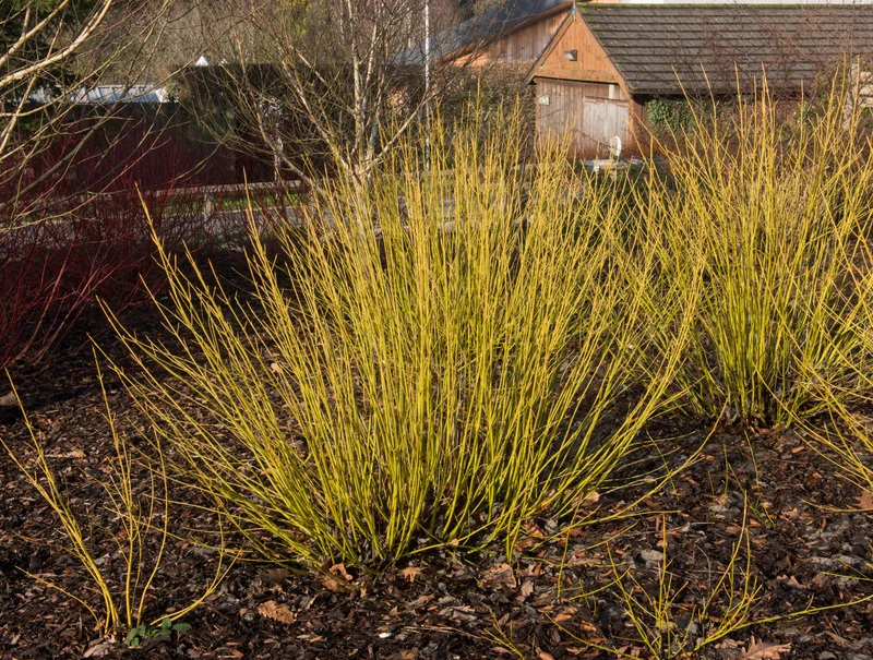 Cornouiller à rameaux jaunes ‘Bud's Yellow’ ( Cornus alba ‘Bud's Yellow’)