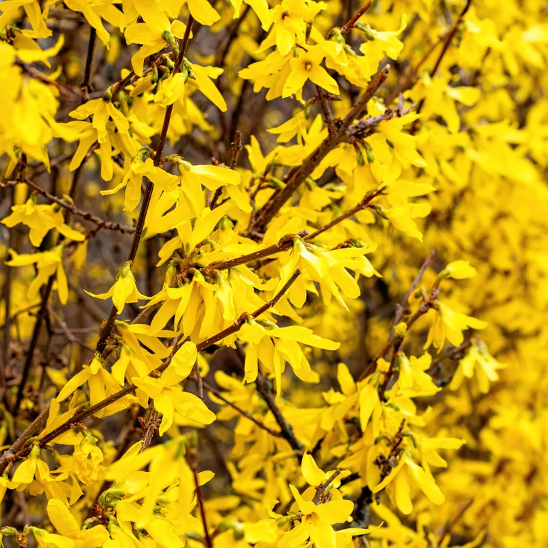 Forsythia ‘Lynwood Gold’ ( Forsythia ‘Lynwood Gold’)