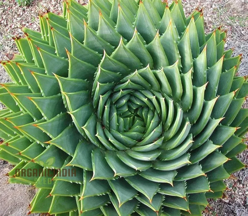 Spiral Aloe Seeds (Aloe Polyphylla Cactus), Ultimate Guide for Planting and Growing Your Own Unique Succulent