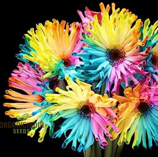 Rainbow Gerberas Exotic Flower Seeds for Planting, Cultivating a Stunning Array of Colorful Blooms in Your Garden