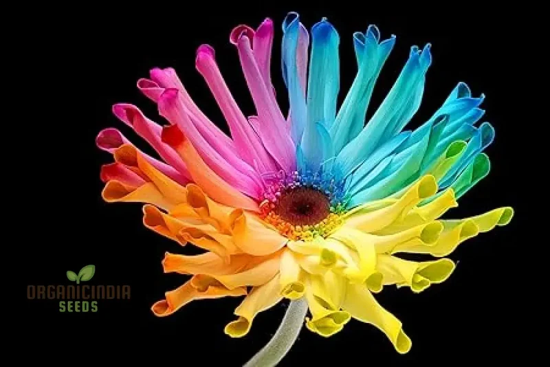 Rainbow Gerberas Exotic Flower Seeds for Planting, Cultivating a Stunning Array of Colorful Blooms in Your Garden