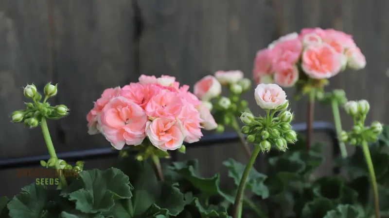 Japanese Rosebud Pelargonium Geranium Flower Seeds - Peach| Prunus Serrulata Seeds for Planting