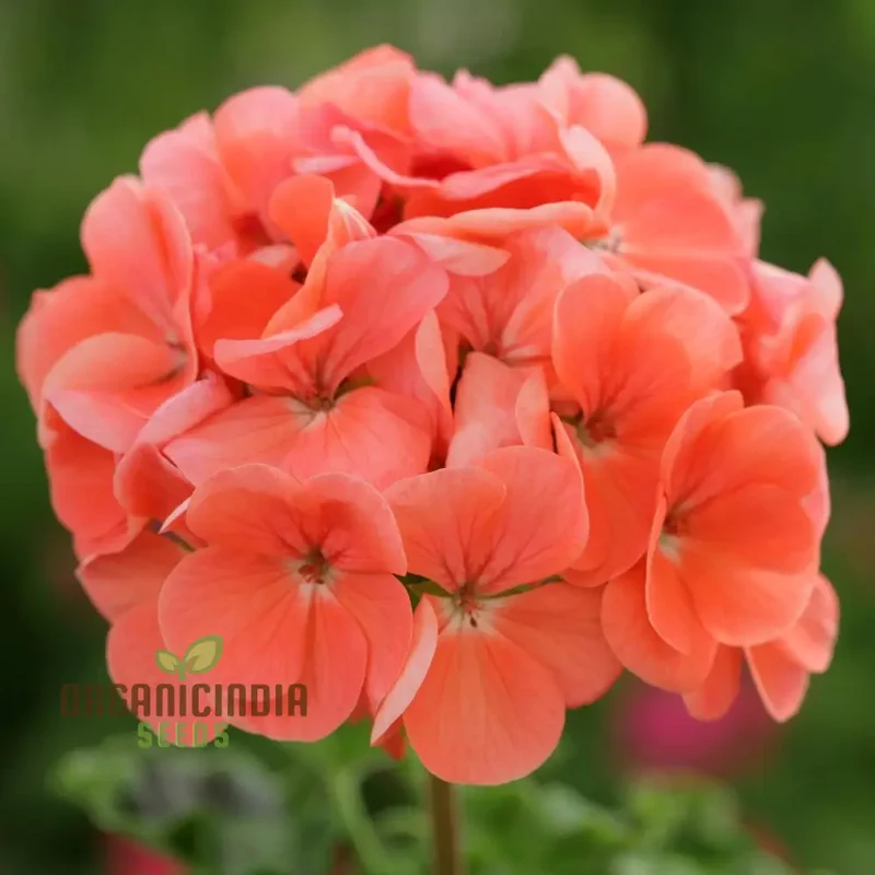 Japanese Rosebud Pelargonium Geranium Flower Seeds - Peach| Prunus Serrulata Seeds for Planting