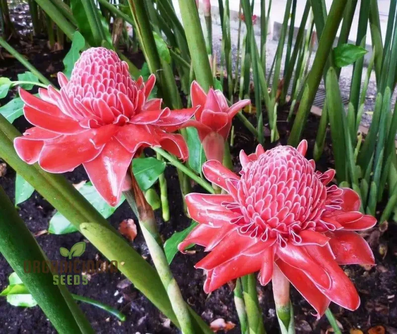 Torch Ginger Seeds (Ville Red Torch Ginger Flower Seeds) - Vibrant Exotic Blooms for Gardens