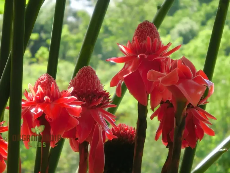 Torch Ginger Seeds (Ville Red Torch Ginger Flower Seeds) - Vibrant Exotic Blooms for Gardens