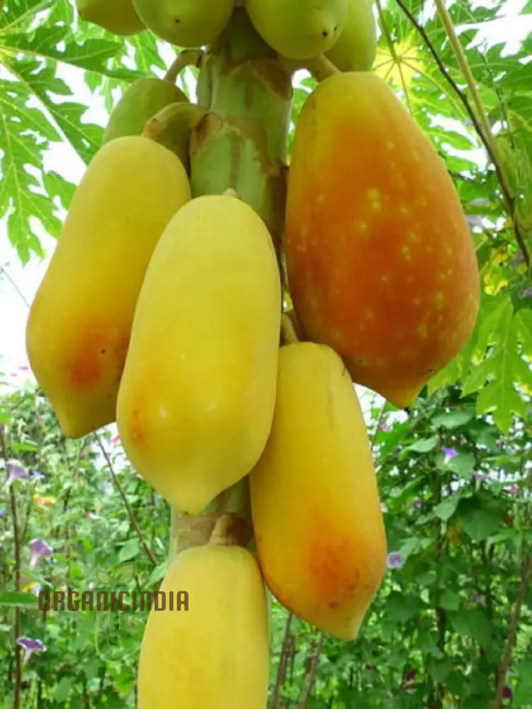 Thai Dwarf Papaya Fruit Seeds for Planting, Growing Delicious and Compact Papayas in Your Garden