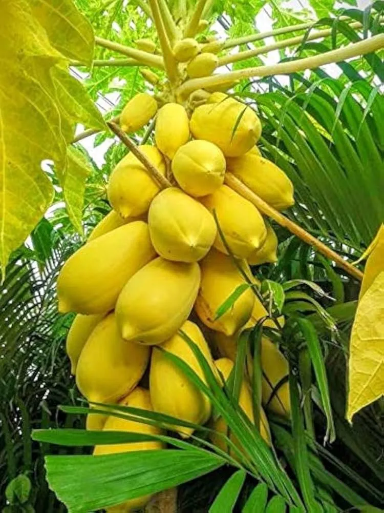 Thai Dwarf Papaya Fruit Seeds for Planting, Growing Delicious and Compact Papayas in Your Garden