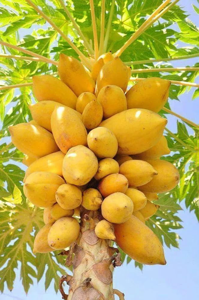 Thai Dwarf Papaya Fruit Seeds for Planting, Growing Delicious and Compact Papayas in Your Garden