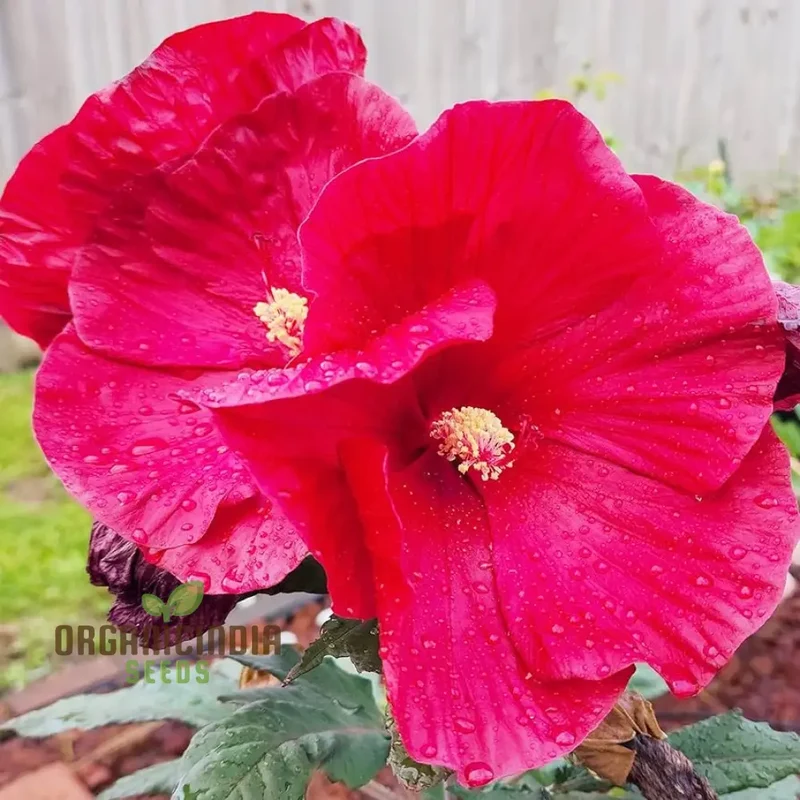 Dinnerplate Hibiscus Perennial Flower Seeds for Home Garden Lawn - Prunus Serrulata Seeds for Planting and Blooming Beauty