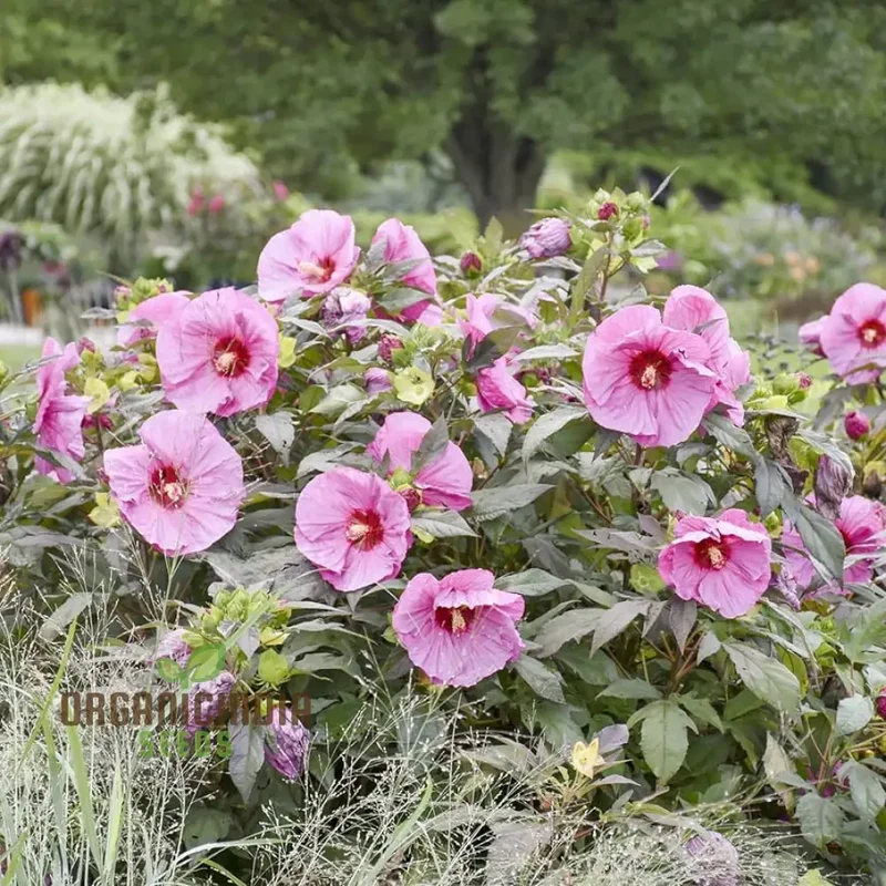 Dinnerplate Hibiscus Perennial Flower Seeds for Home Garden Lawn - Prunus Serrulata Seeds for Planting and Blooming Beauty