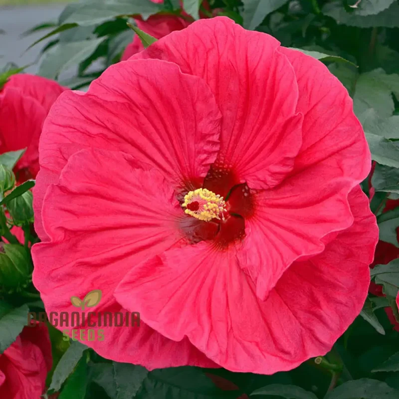 Dinnerplate Hibiscus Perennial Flower Seeds for Home Garden Lawn - Prunus Serrulata Seeds for Planting and Blooming Beauty